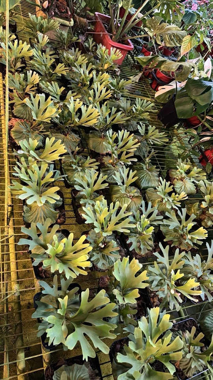 Platycerium Ridleyi in nursery pot
