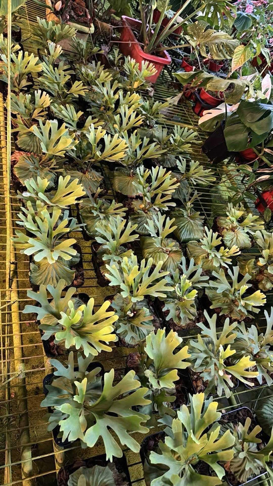 Platycerium Ridleyi in nursery pot
