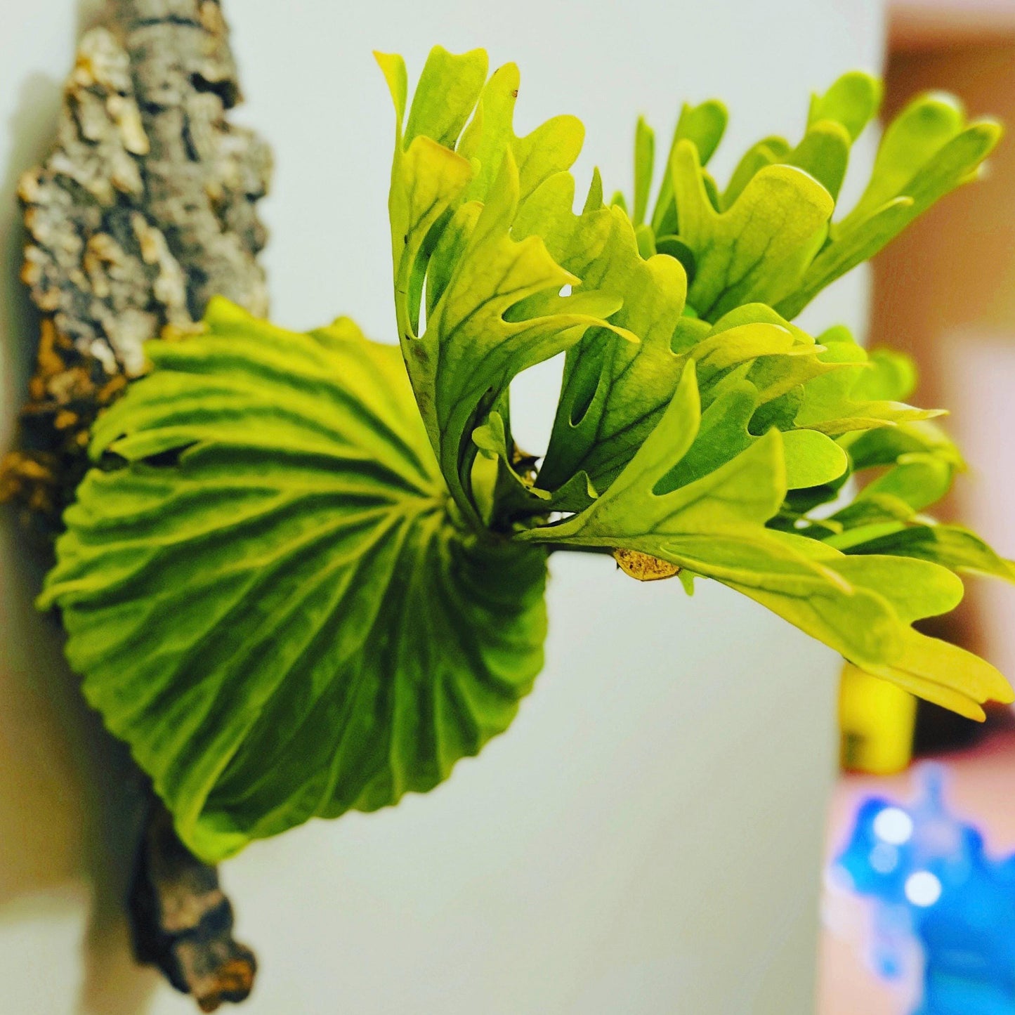 Platycerium Ridleyi in pot or mounted