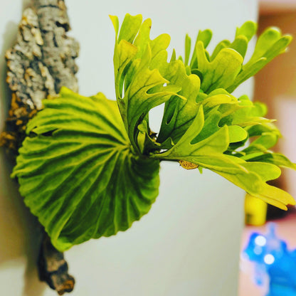 Platycerium Ridleyi in pot or mounted