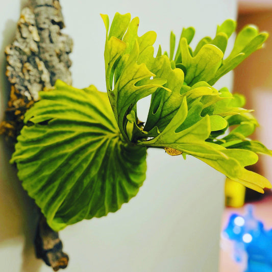 Platycerium Ridleyi in pot or mounted