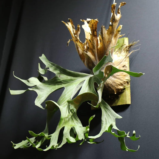 Platycerium Wallichii in nursery pot