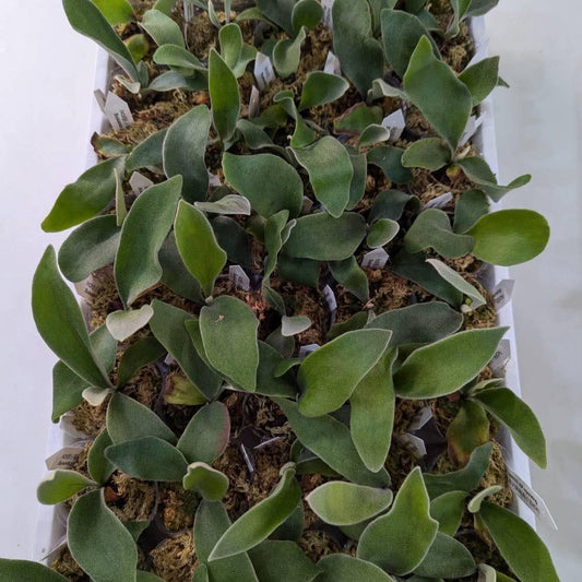 Platycerium Veitchii in nursery pot