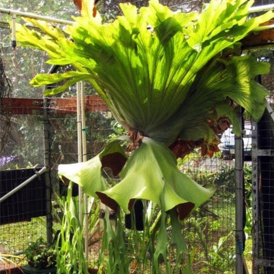 Platycerium Grande in nursery pot