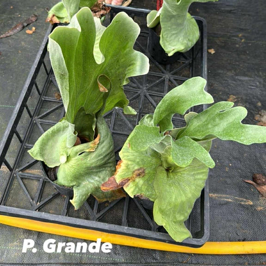 Platycerium Grande in nursery pot