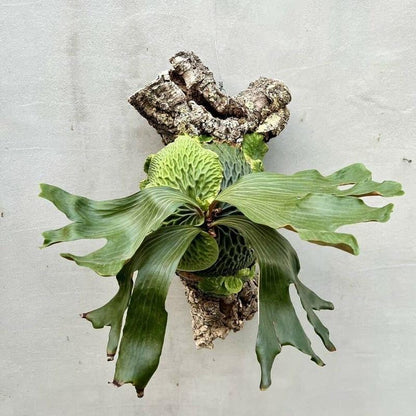 Platycerium Madagascariense mounted on cork