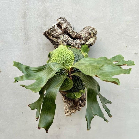 Platycerium Madagascariense mounted on cork