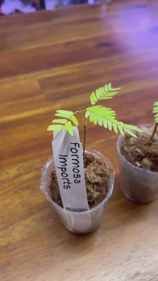Cojoba Arborea - Japanese everfresh tree