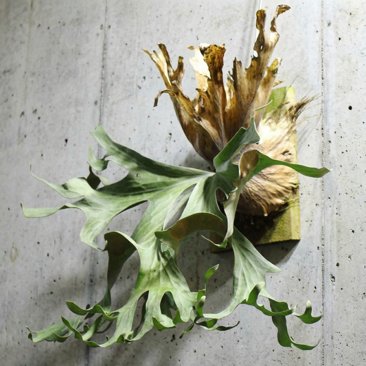 Platycerium Wallichii Staghorn Fern 4" 
