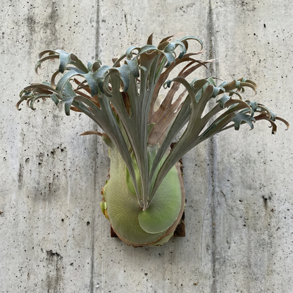 Platycerium « Rydeen »