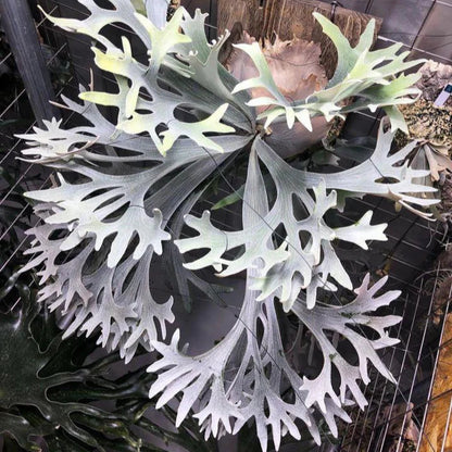 platycerium bifurcatum sp. white