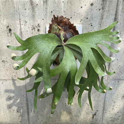 Platycerium « Foong SiQi »