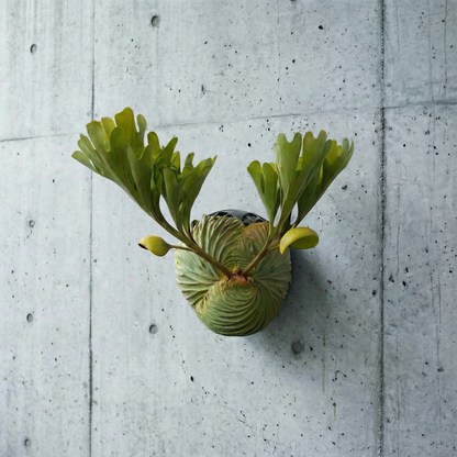 Platycerium Ridleyi Staghorn Fern 4" 